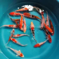 پک ماهی کوی تمام نژاد