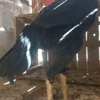 مرغ خروس لاری