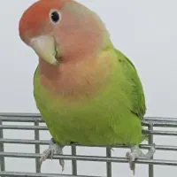 ۳ عدد طوطی برزیلی سرحال