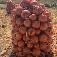 کارگر پیاز