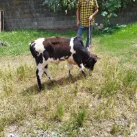 ورزاکوله
