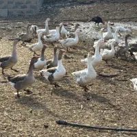 غاز محلی و قوغاز مولد و پرواری|حیوانات مزرعه|جوادآباد, |دیوار