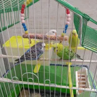 مرغ عشق بسیار سرحال
