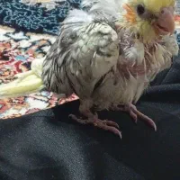 طوطی عروس سرلاکی