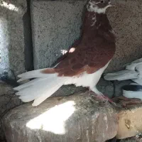 کفتر طوقی پرنده|پرنده|جیرفت, |دیوار