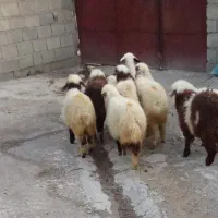 فروش شش عدد بره