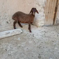 بره ماده هترو