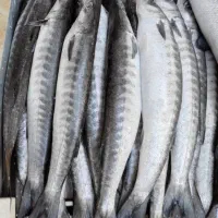 بار ماهی تازه رسید حراج سیار هستم تماس بگیرید