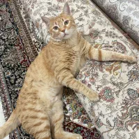 گربه گمشده