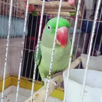 شاه طوطی