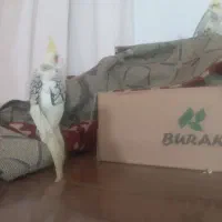 عروس هلندی|پرنده|قم, شهر قائم|دیوار