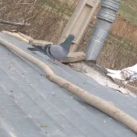 کبوتر پلاکی ماده