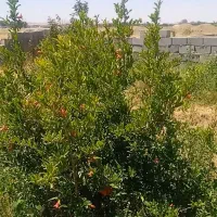زمین-باغ