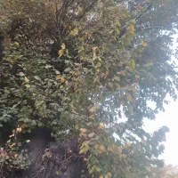 خدماتی نگین پارسیان