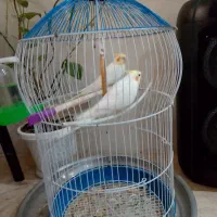 یک جفت عروس هلندی|پرنده|بومهن, |دیوار