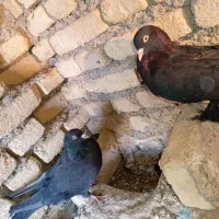 کبوتر|پرنده|شهرکرد, |دیوار