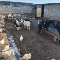 بز گله گرد|حیوانات مزرعه|رضویه, |دیوار