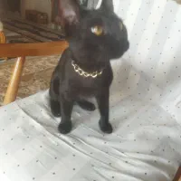 واگذاری گربه مشکی با اصالت