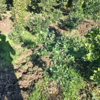 فروش گل یاس هلندی|گل و گیاه طبیعی|قائمشهر, |دیوار