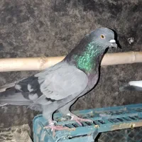 کفتر پرشی سبز نر|پرنده|فاضل آباد, |دیوار