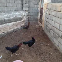 مرغ لاری و اهلی و قاز
