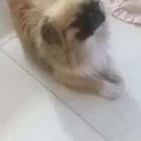 هاپو سه تا نژاد|سگ|مشهد, الهیه|دیوار