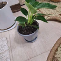 گل فیلودندرون برکین همره با گلدان ویژه|گل و گیاه طبیعی|شاهین‌شهر, نسیم ۵|دیوار