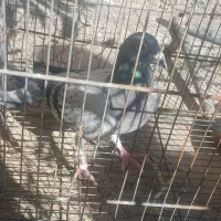 کفترپلاکی فروشی|پرنده|گوآور, |دیوار