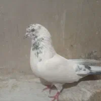 کبوتر تهرانی