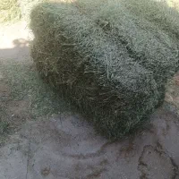 خریدوفروش یونجه وجو نقد نقد