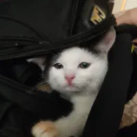 ماده خانگی  حرف گوش کن ۴ ماهه