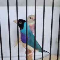 فنچ گلدین و کرواتی|پرنده|کاشان, سرپله جدید|دیوار