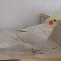 عروس هلندی لوتینو نر|پرنده|ری, فیروزآباد|دیوار