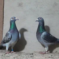 کبوتر پلاکی چند جفت