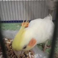 سلام یک عدد قناری ماده ویک عروس هلندی