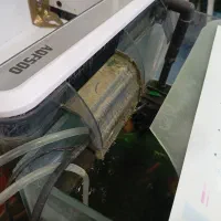 آکواریوم شیشه خم با ماهی و وسایل|ماهی|میاندوآب, |دیوار