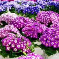 گل سینره و ... به فروش میرسد|گل و گیاه طبیعی|تالش, هشتپر|دیوار