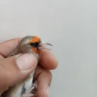 سهره دورگ کرمونی|پرنده|شیراز, گویم|دیوار