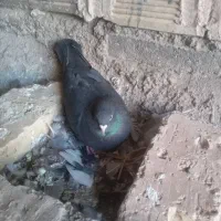 سیاه ماده|پرنده|مبارکه, |دیوار