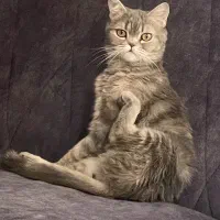 گربه اسکاتیش بریتیش