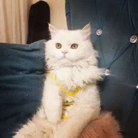 پانسیون نگهداری گربه