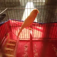 قناری کشیده بلند|پرنده|همدان, |دیوار