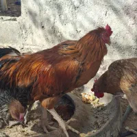 فروش خروس لاری|حیوانات مزرعه|قیروکارزین, |دیوار