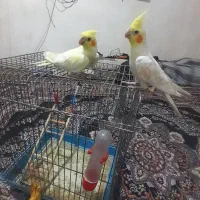 عروس‌پاریس‌به‌شرط‌سالم‌وسرحال