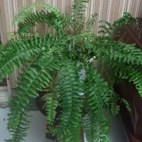 گل طبیعی سرخس