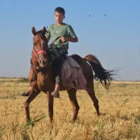 اسب مادیون|اسب و تجهیزات اسب‌سواری|اسفرورین, |دیوار