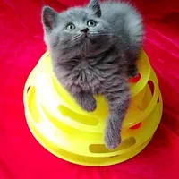 گربه های عروسکی جذاب|گربه|اهواز, کیانپارس |دیوار