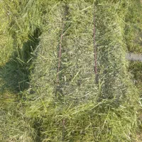 یونجه خالص