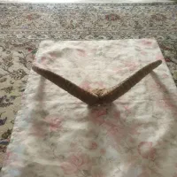 شاخ قوچ کوهی