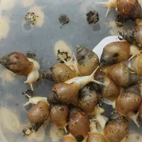 فروش حلزون ۵ ماهه با قیمت بسیار مناسب